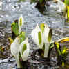 Skunk cabbage is harmful to wetlands