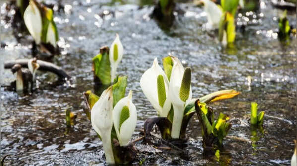 Skunk cabbage is harmful to wetlands