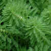 Article image for: Parrot's feather—invasive in water gardens