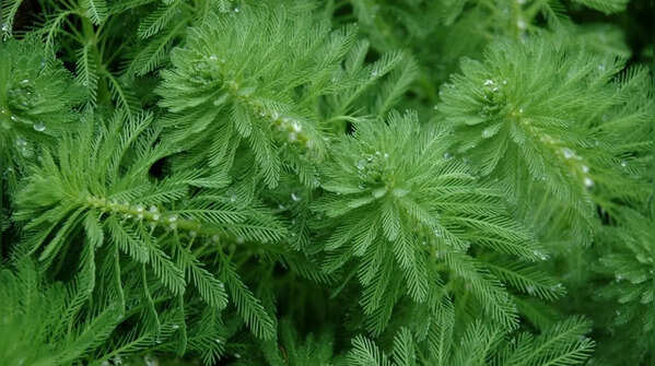 Parrot's feather—invasive in water gardens