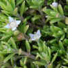 <i class="tbold">new zealand</i> pygmyweed – the hidden invasive threat
