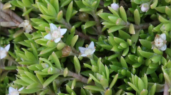 New Zealand pygmyweed – the hidden invasive threat