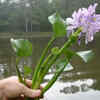 Article image for: Water hyacinth – harmful to ponds and waterways