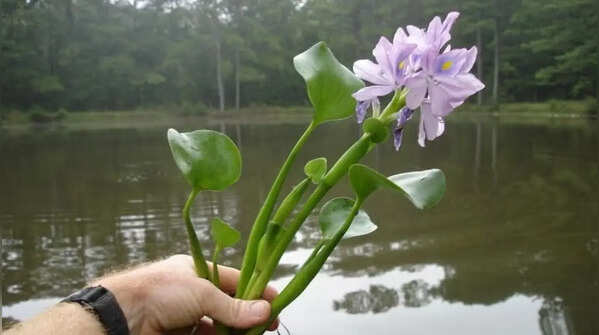 Water hyacinth – harmful to ponds and waterways