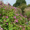 Himalayan balsam – fast-spreading near waterways