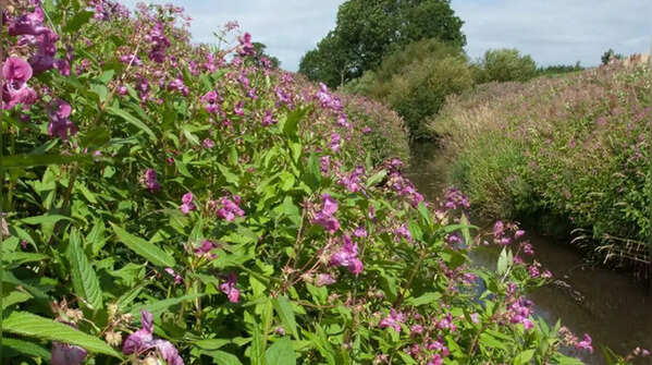 Himalayan balsam – fast-spreading near waterways