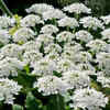 Giant hogweed – dangerous to <i class="tbold">touch</i>