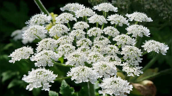 Giant hogweed – dangerous to touch