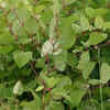 Article image for: Japanese knotweed – the plant that damages <i class="tbold">building</i>s