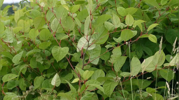 Japanese knotweed – the plant that damages buildings