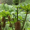 Article image for: These plants are banned from being grown in UK gardens