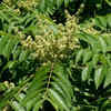 Tree of heaven – quick yet invasive