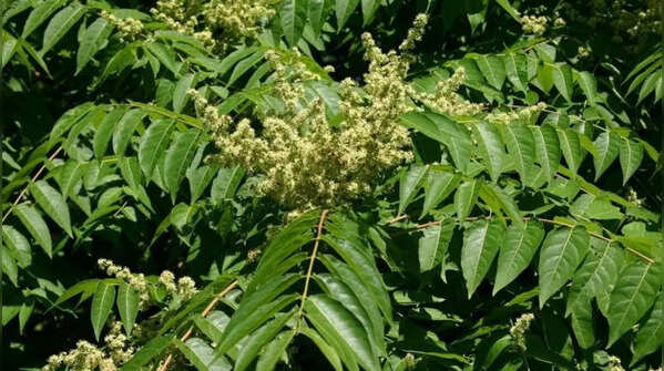 Tree of heaven – quick yet invasive