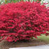 Article image for: Burning bush – beautiful yet invasive