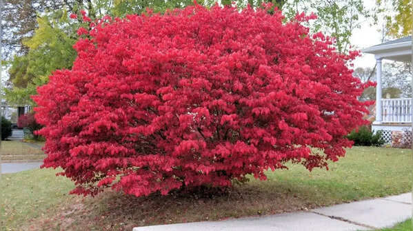 Burning bush – beautiful yet invasive