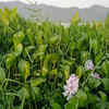 Water hyacinth – aggressive in the waters