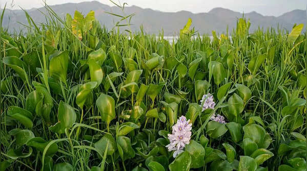 Water hyacinth – aggressive in the waters