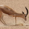 Sand Gazelle