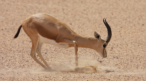 Sand Gazelle