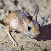 Jerboa