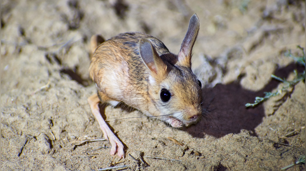 Jerboa