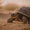 Article image for: Desert <i class="tbold">tortoise</i>