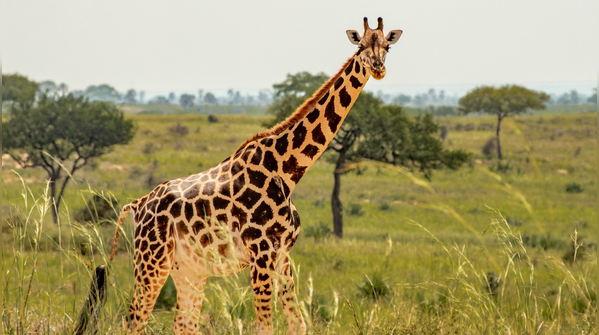 Giraffe