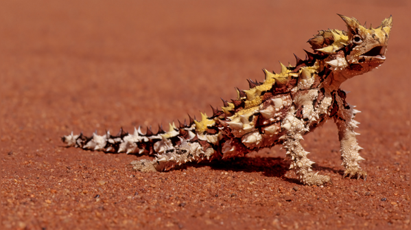 Thorny Devil