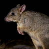 Kangaroo Rat