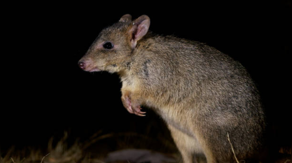 Kangaroo Rat