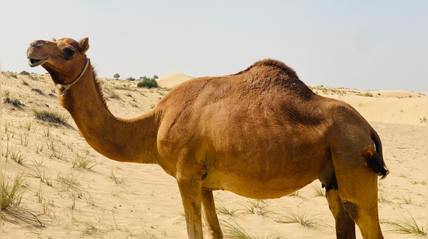 Camel