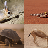 Article image for: GK Fact of the Day: 7 animals that can survive without water for long