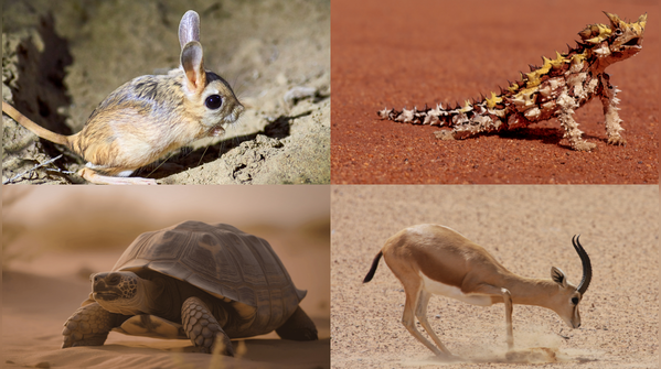 GK Fact of the Day: 7 animals that can survive without water for long