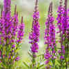 Purple loosestrife – damaging to wetlands