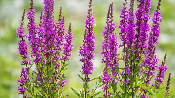 Purple loosestrife – damaging to wetlands