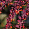 Japanese barberry – associated with tick infestations