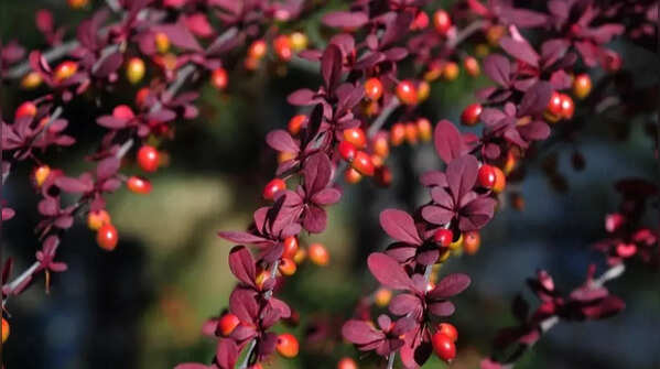 Japanese barberry – associated with tick infestations