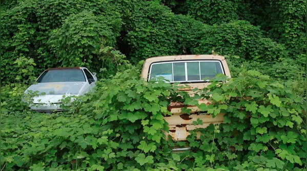 Kudzu – the plant that ate landscapes