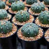 Article image for: These plants are banned from being grown in US gardens