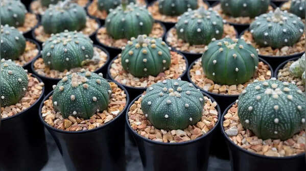 These plants are banned from being grown in US gardens
