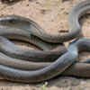 Article image for: Stay calm and never attempt to capture a snake