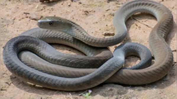 Stay calm and never attempt to capture a snake