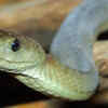 Article image for: Signs that <i class="tbold">may</i> suggest a snake is around