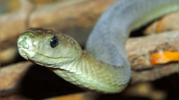 Signs that may suggest a snake is around