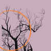 Article image for: If you saw the trees first, it means…