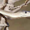 Article image for: How to identify a <i class="tbold">black</i> mamba snake in your home and garden