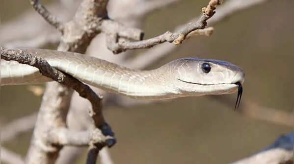 How to identify a Black mamba snake in your home and garden