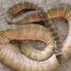 Article image for: Dubois’ sea snake