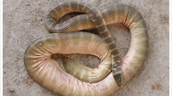 Dubois’ sea snake