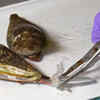 Cone snail